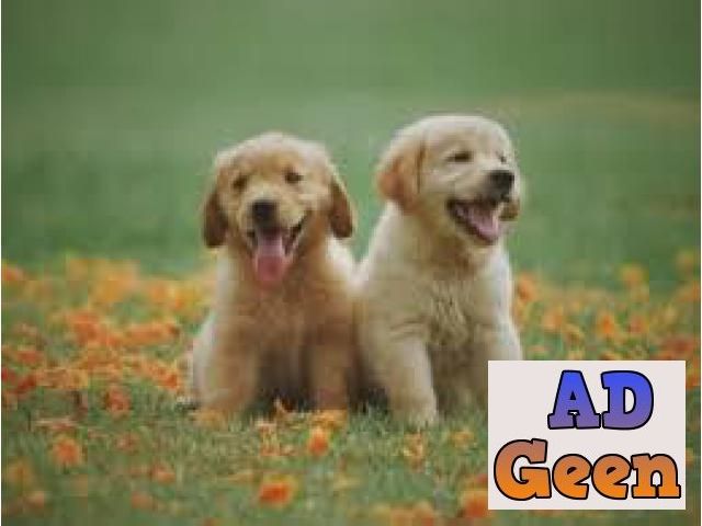 used Golden retriever puppies for sale whats app or call 8375871413 for sale 